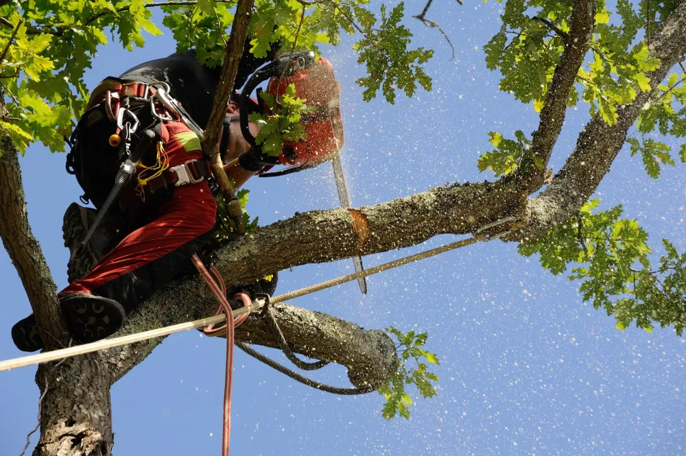 Élagage d'arbre près de Leuze-en-Hainaut